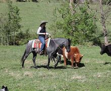 Blue Roan Quarter Horse Gelding