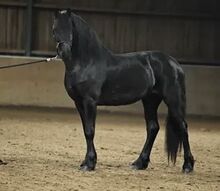 Friesenhengst mit KFPS Papier