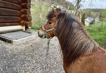 Partbred Shetlandpony Hengst gekört