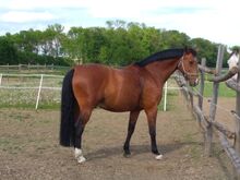 Unkomplizierter bedingt reitbarer ÖWB Wallach sucht Beistellpatz