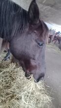 Suche liebes Kinder Pony/pferd Welsh pony Pferd/Pony