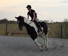 Suche Reitbeteiligung für schöne, brave Scheckstute