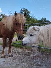 Offenstallplatt für bis zu 2 Stuten Rehe/COPD Offenstall Rehe/COPD geeignet