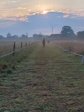 Offenstall mit Trail für Wallach auf 3 Hektar in gemischter Herde