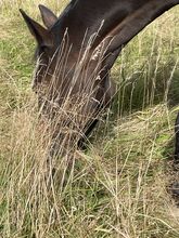 Offenstallplatz für 1 Stute Norderstedt Glashütte