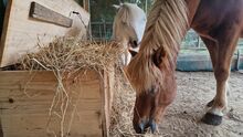Offenstallplatt für bis zu 2 Pferde Rehe/COPD Offenstall Rehe/COPD geeignet