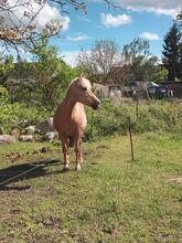 Pflegebeteiligung für Quarter Pony