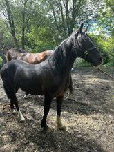 Flashy 2 year old gelding