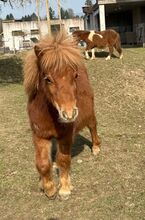 Original Shetlandponyfohlen 2025