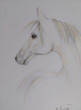Pferd Weiss Zeichnung handgemalt