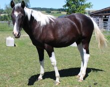 Paint Horse Jährlingsstute