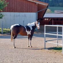 Paint Horse