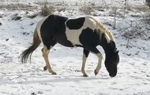 Paint Horse Deckhengst, Black-Tobiano, bildhübsch
