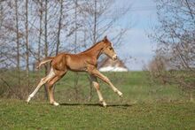 Paint Horse Stute (Zuchstute/Freizeitpferd)