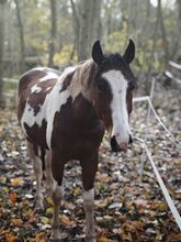 Paint horse x Lusitano Wallach
