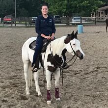 Paint horse available for adoption