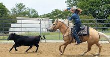 Palomino AQHA Mare