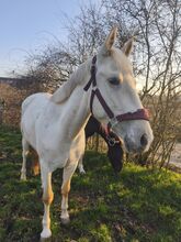 Palomino Wallach 4Jährig