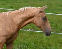 Palomino mit grünen Augen
