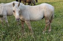 Palomino Hengstfohlen 2026 - Wimpy x Hollywood Dun It