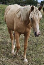 Palomino Nachwuchstalent mit Top-Abstammung - Bildschönes Jungpferd mit Zukunft