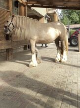 Palomino Tinker angeritten und gefahren