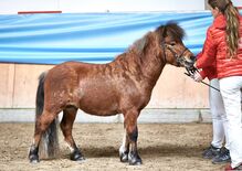 Partbred Shetlandpony Hengst gekört