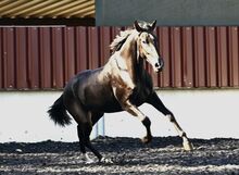 Lackschwarzer Sport PRE Wallach