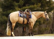 Perfection a 5 Yr | 14.1 Hand | AQHA | Buckskin | Gelding | Nu Chex to Cash