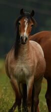 Pferd Welsh Pony