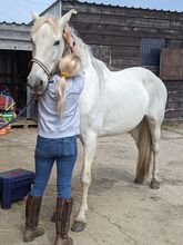 Equine sports massage therapy Poseidon equine therapy  Massage therapy 