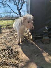 Pflegebeteiligung Mini Shettyhengst (Pferd/Pony sucht Mensch)