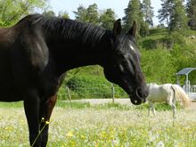 Pflegebeteiligung/Reitbeteiligung Pflegebeteiligung/Reitbeteiligung 