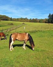 Pflegebeteiligung (später Reitbeteiligung) an Jungpferd / Pony Wallach