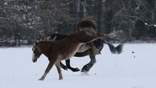 Fotos aus Leidenschaft PowerOfPhotos Turnier-, Reit- und Pferdefotografie 