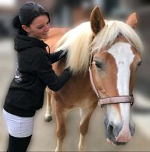Physiotherapie für Pferde