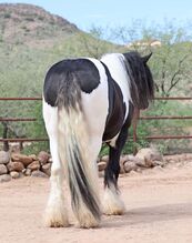 Piebald Gypsy Vanner Gelding