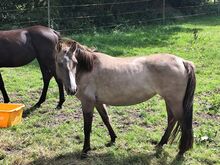 Schöne Ponystute