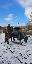 Wunderschöne Warmblutstute