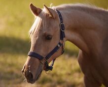 Bildschöner Quarter Horse Nachwuchs von Best Spook