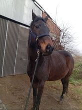 Wunderschöner, dunkelbrauner Wallach sucht ein neues Zuhause