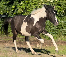 Wunderschöner Mustang Hengst ( Wallach) Grullo Tobiano