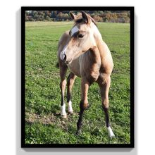 Wunderschöner Quarter Horse Wallach geb. 2024