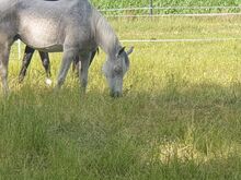 DRINGEND: Treue Freizeitstute mit Herz und Charakter