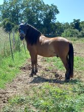 Pflegebeteiligung an Pony Wallach (Pferd sucht Mensch)