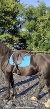 Cob saddle pad