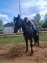 Polnische Warmblut Stute