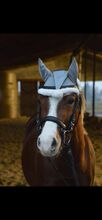 Ponyreiten in Waldsteinberg bei Leipzig