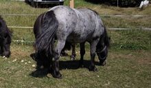Ponyfamilie direkt aus erster Hand
