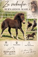 Pony, Kinderpony, Shetty, Minishetty, Partbred